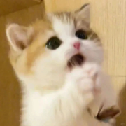 ╭(╯小❤️殇╰)╮
