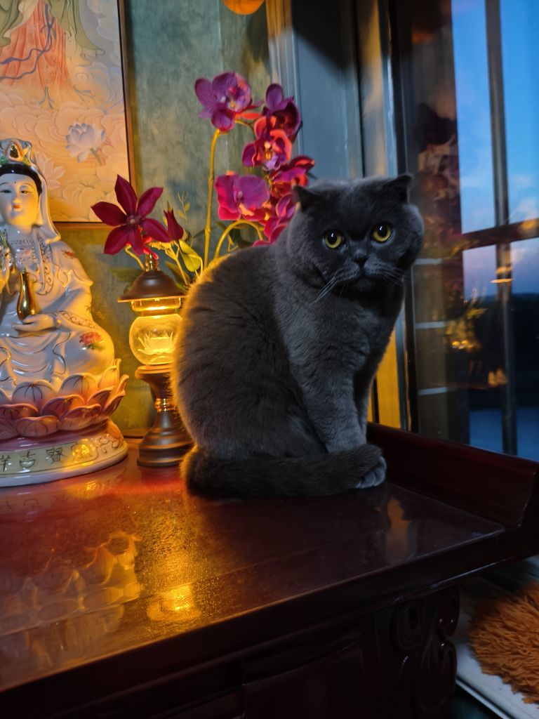 牡丹6万🌹金牌代理的图片