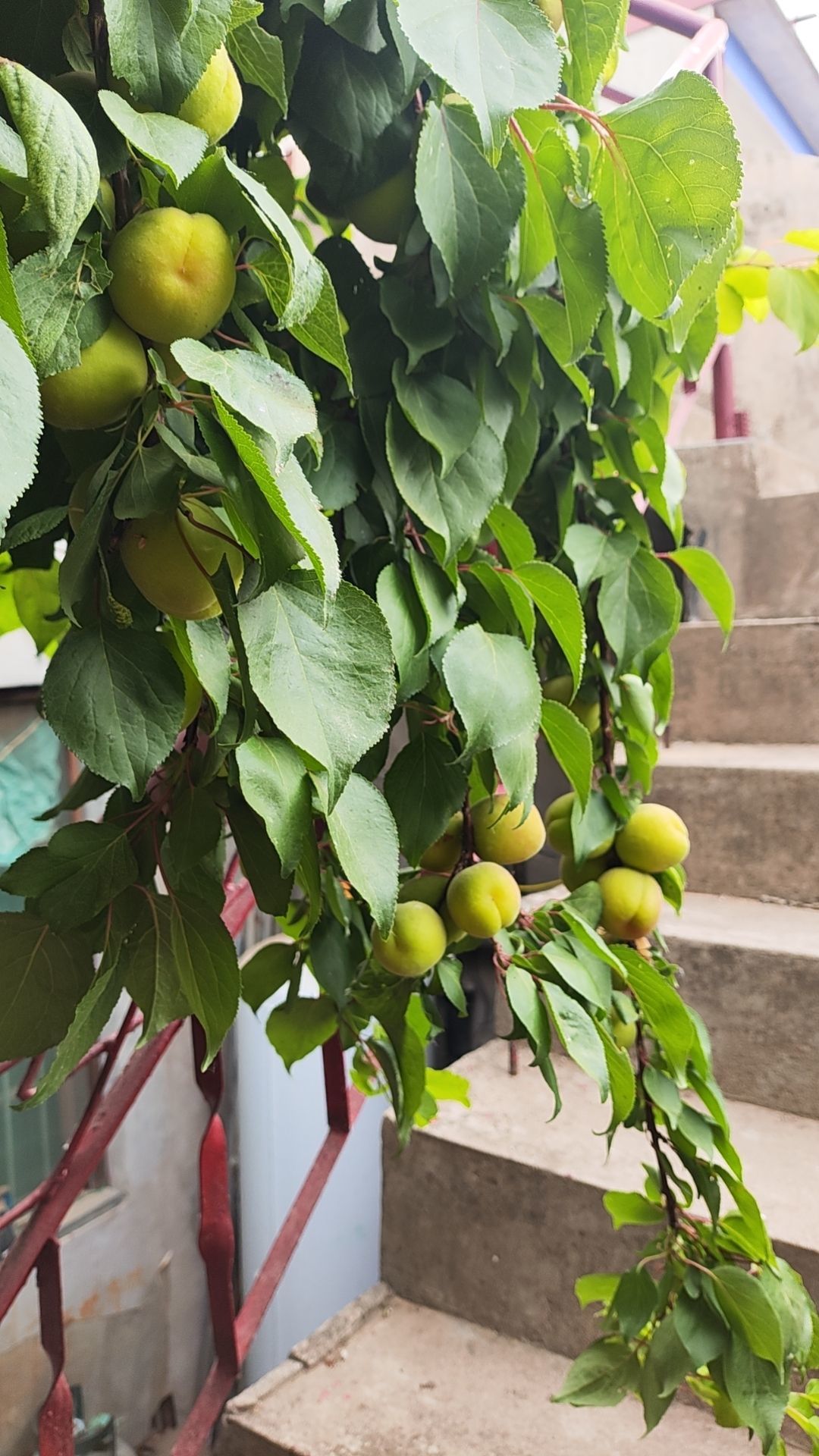 小芳，🌸减肥打卡主播图片