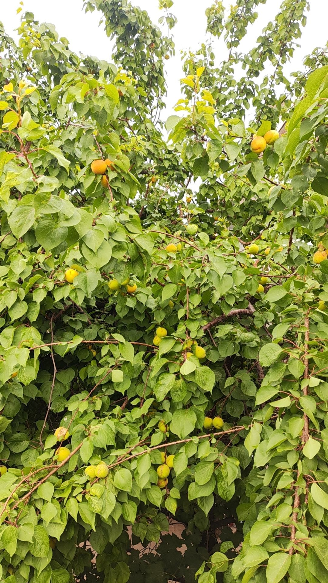 小芳，🌸减肥打卡主播图片