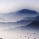 李福庆f