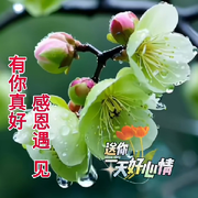 长相骏雅红河猪