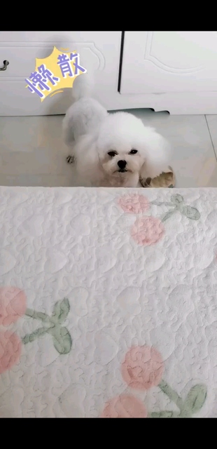 我的小糯米