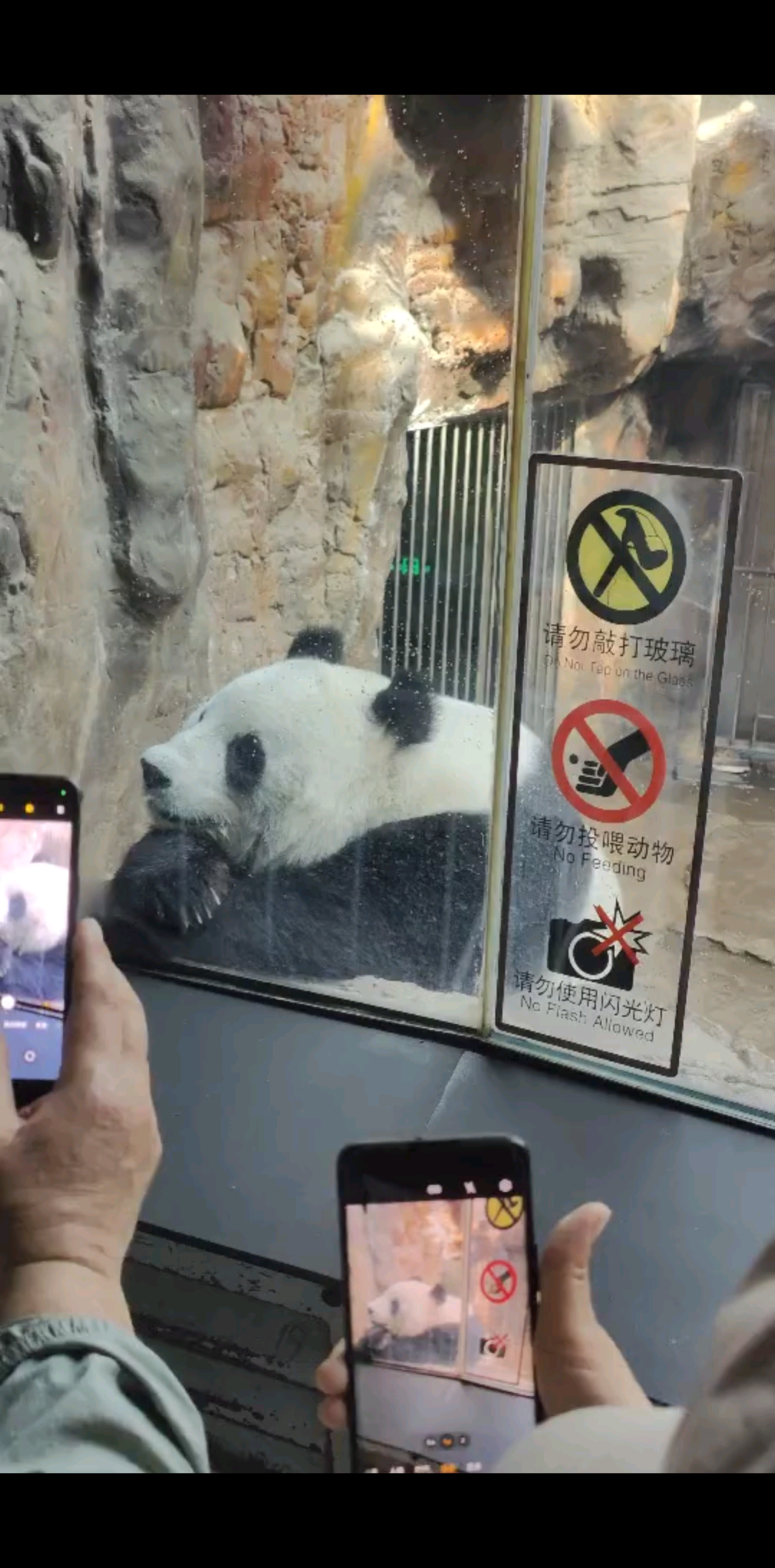 思考人生的大熊猫🐼