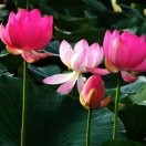 彼岸蔷薇1n海报