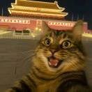 胖猫f