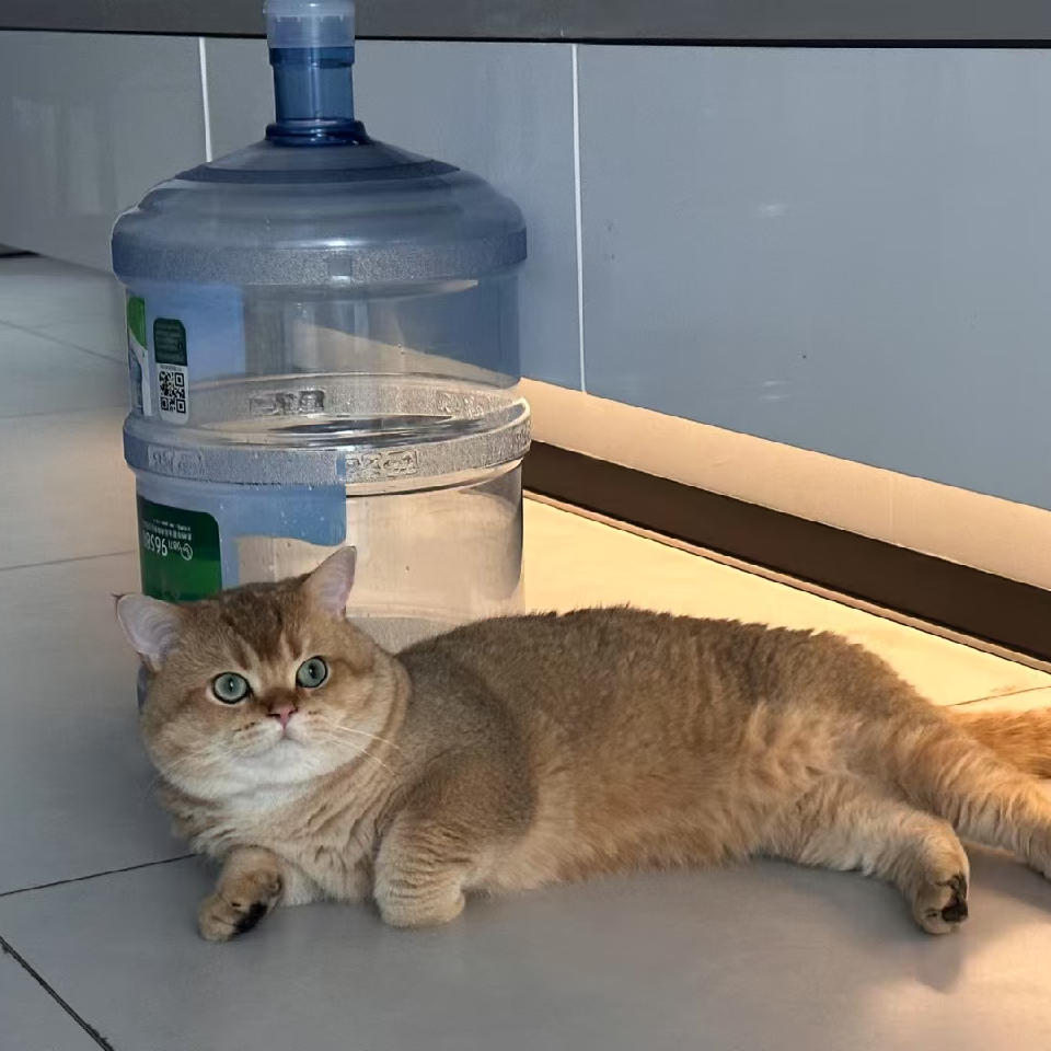 度洛西汀丶海报