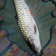 軍魚宝宝666