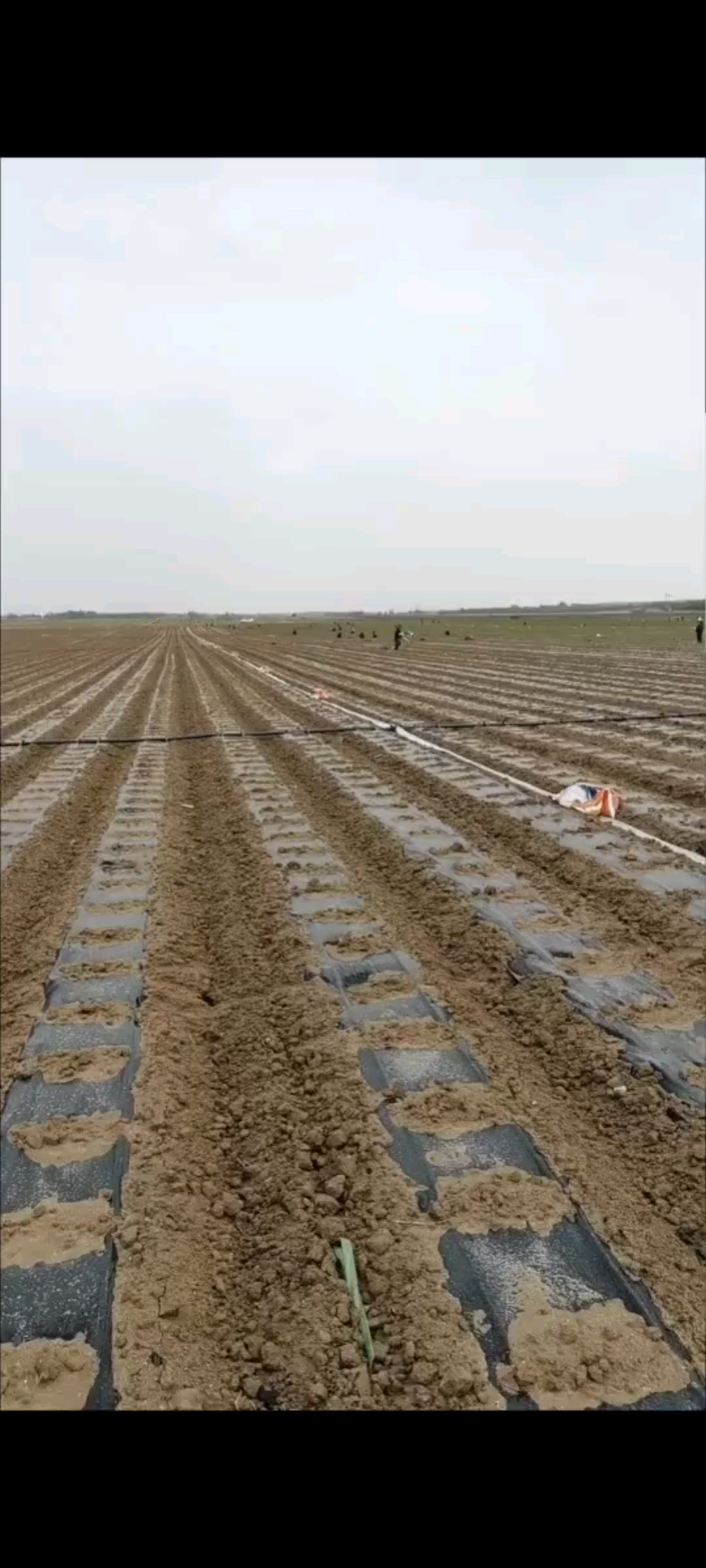 正能量的一天干农活