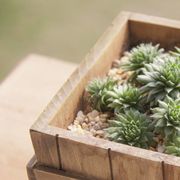 甜橘汽水5