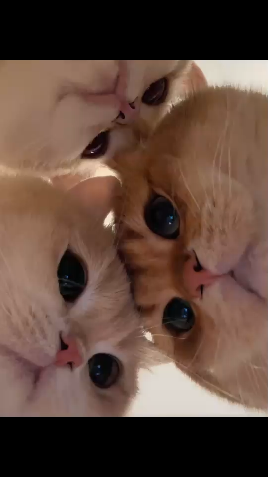🐈
