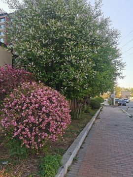 葑訫/锁愛主播照片