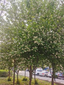 葑訫/锁愛主播照片