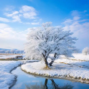 ❄️游客