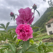 ❤酒醉的蝴蝶❤的头像