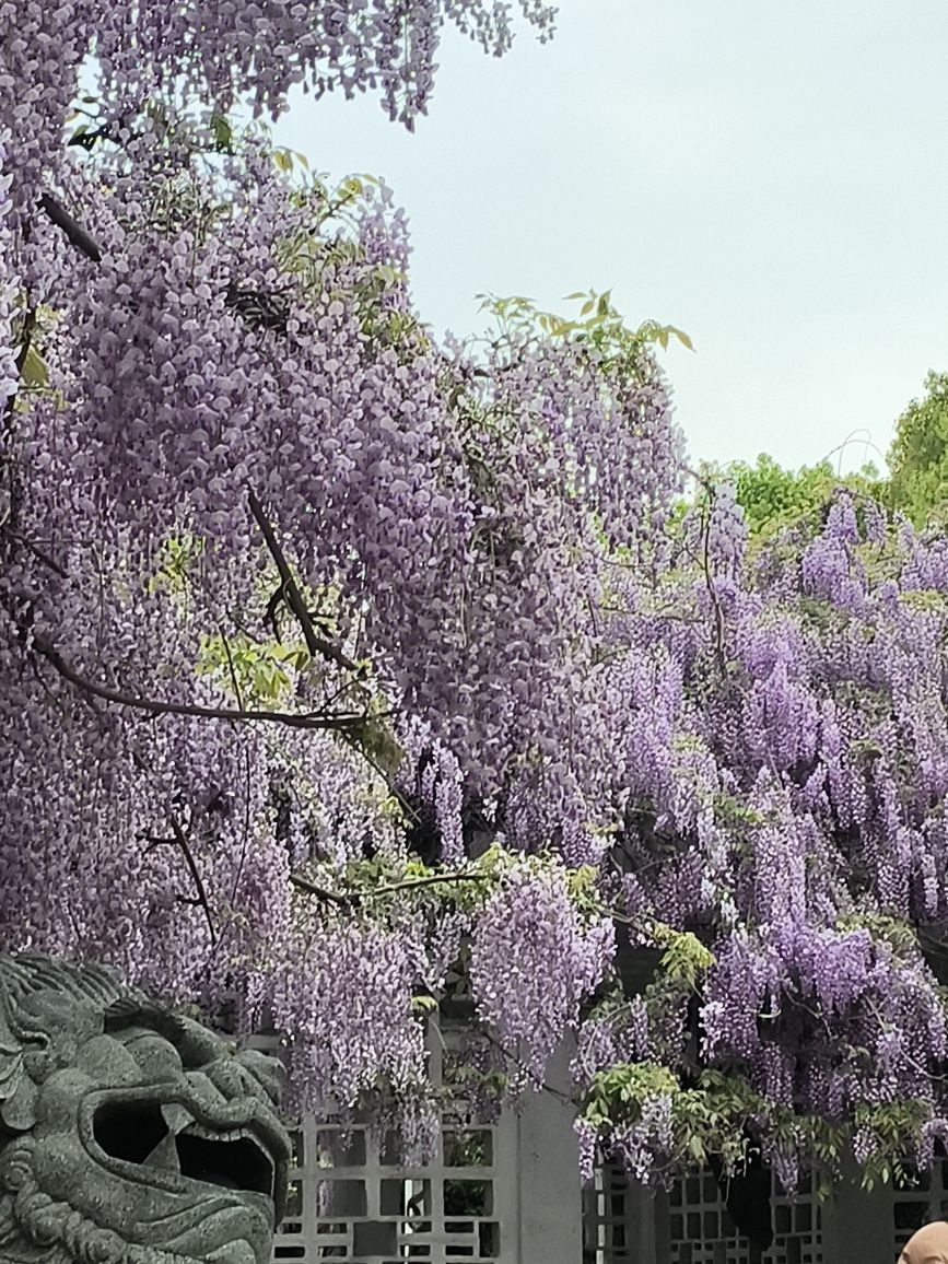 白芷加油鸭的图片
