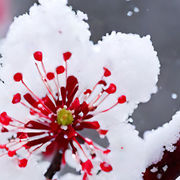 飘*^_^*雪