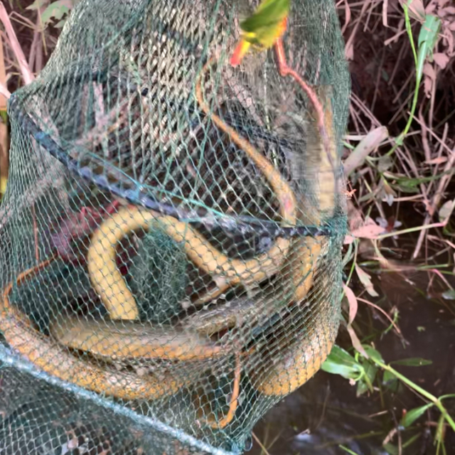 本专搞🐍蛇✲黄珊❁海报