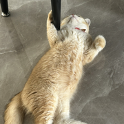 曾顺那个~航
