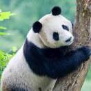 信天翁fz