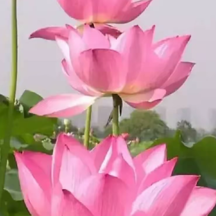 ❤️随缘不变🙏海报
