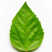 苏生之气🍃可亲可敬