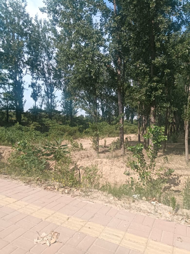 人生没有什么意义的图片