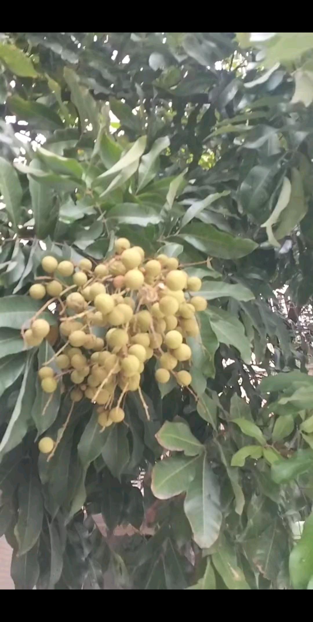 这是我们广西的荔枝