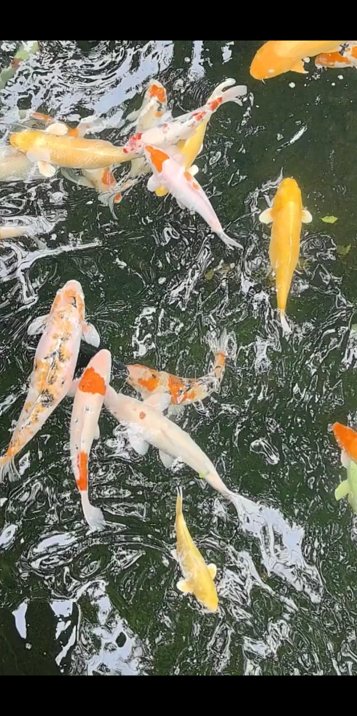 锦鲤附身，见者发财。