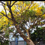 ﹉听风