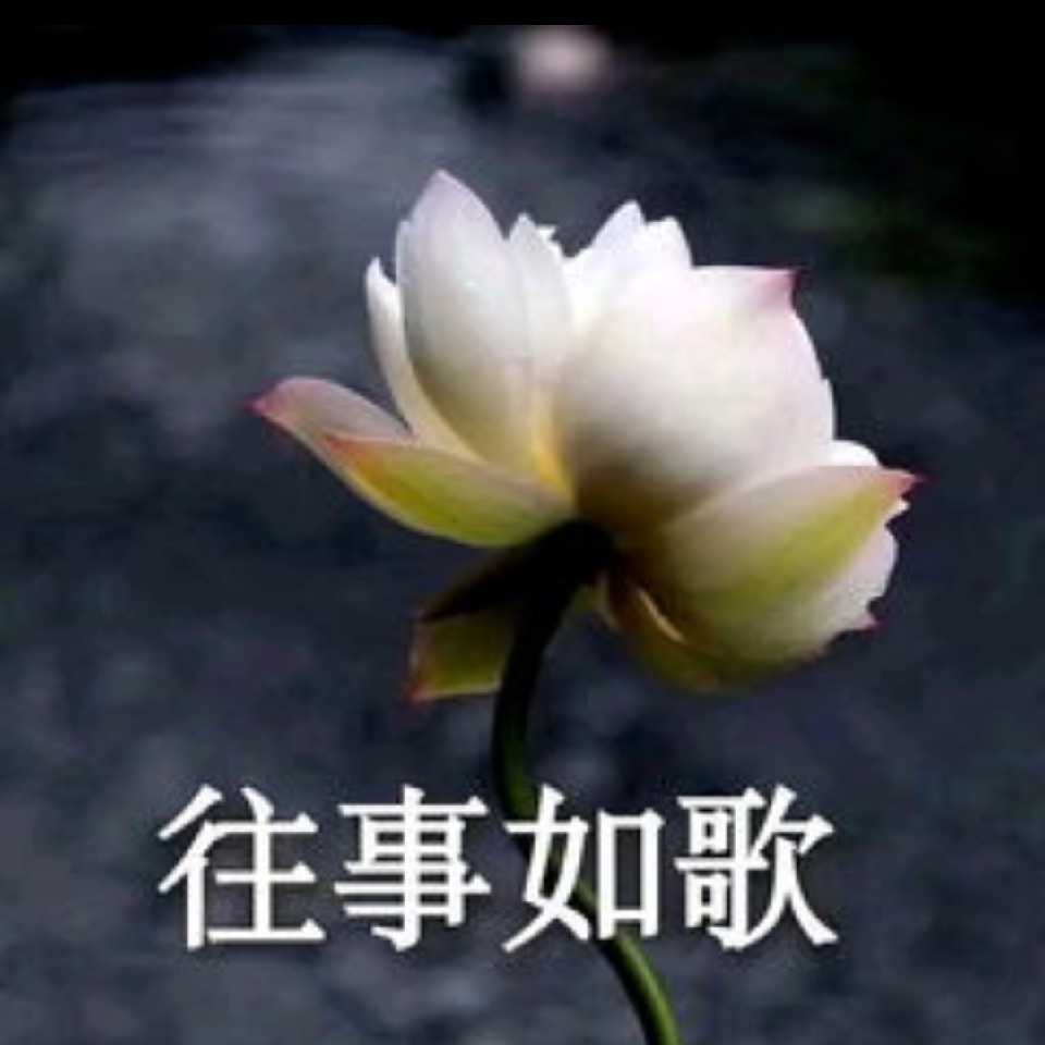 心如止水📖海报