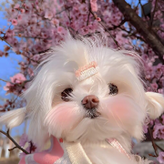 粥粥的小迷妹吖
