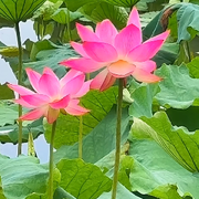 ☜花香染晨☞
