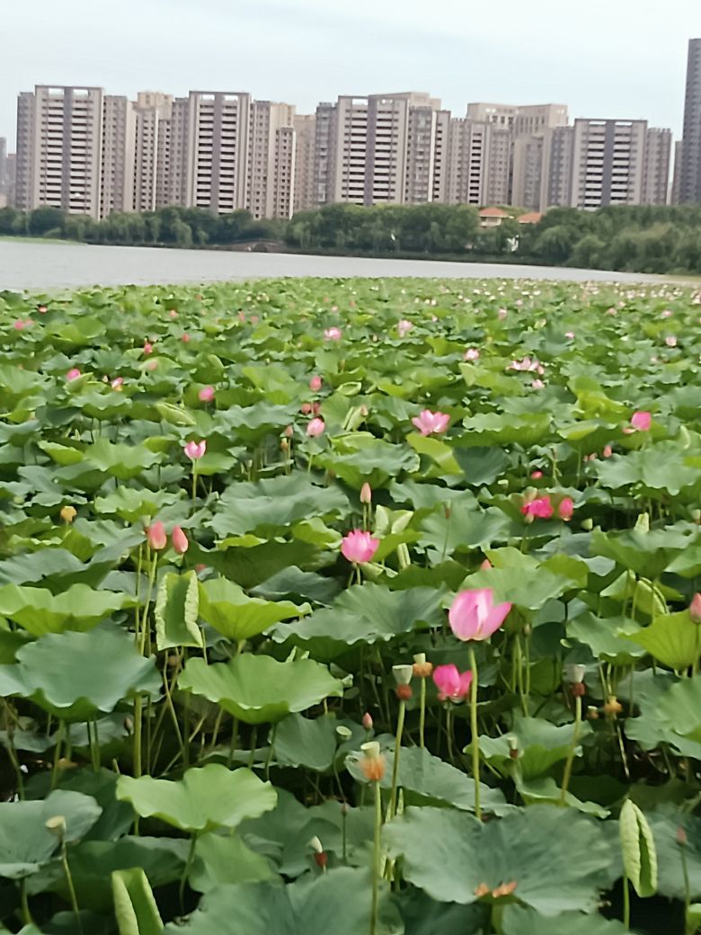 酒渡春秋的图片