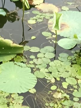酒渡春秋主播照片