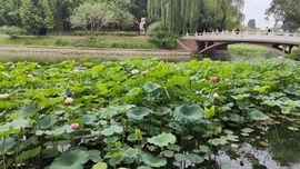 枯荷@听雨的图片
