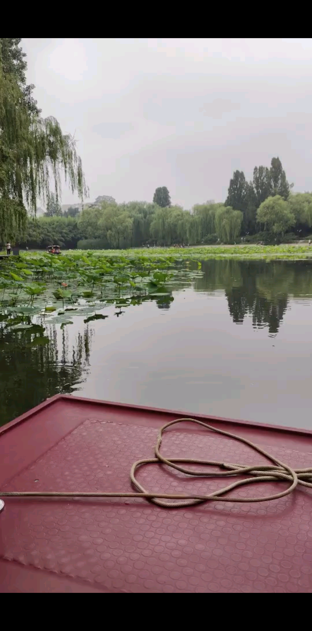 看看荷花