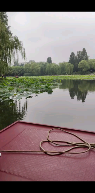 看看荷花