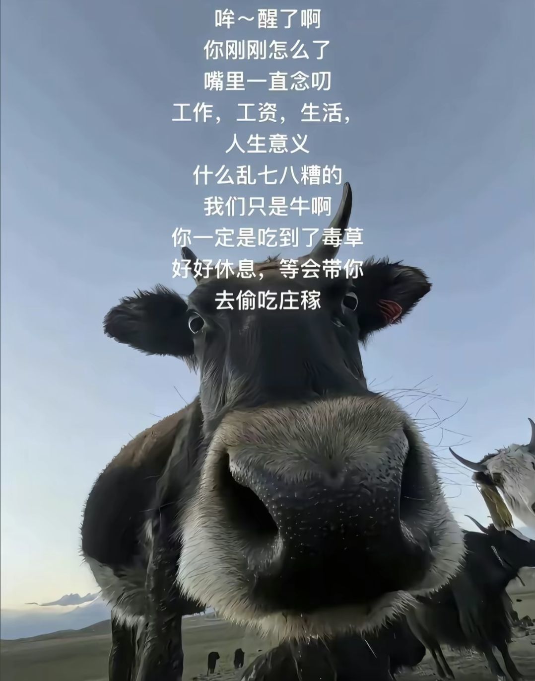 小年在等你主播圖片