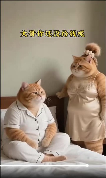 猫哥(该说不说)