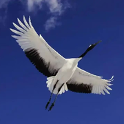 云中鶴大哥的頭像