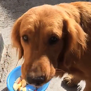 🐶凉凉🐶