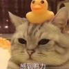 无了j