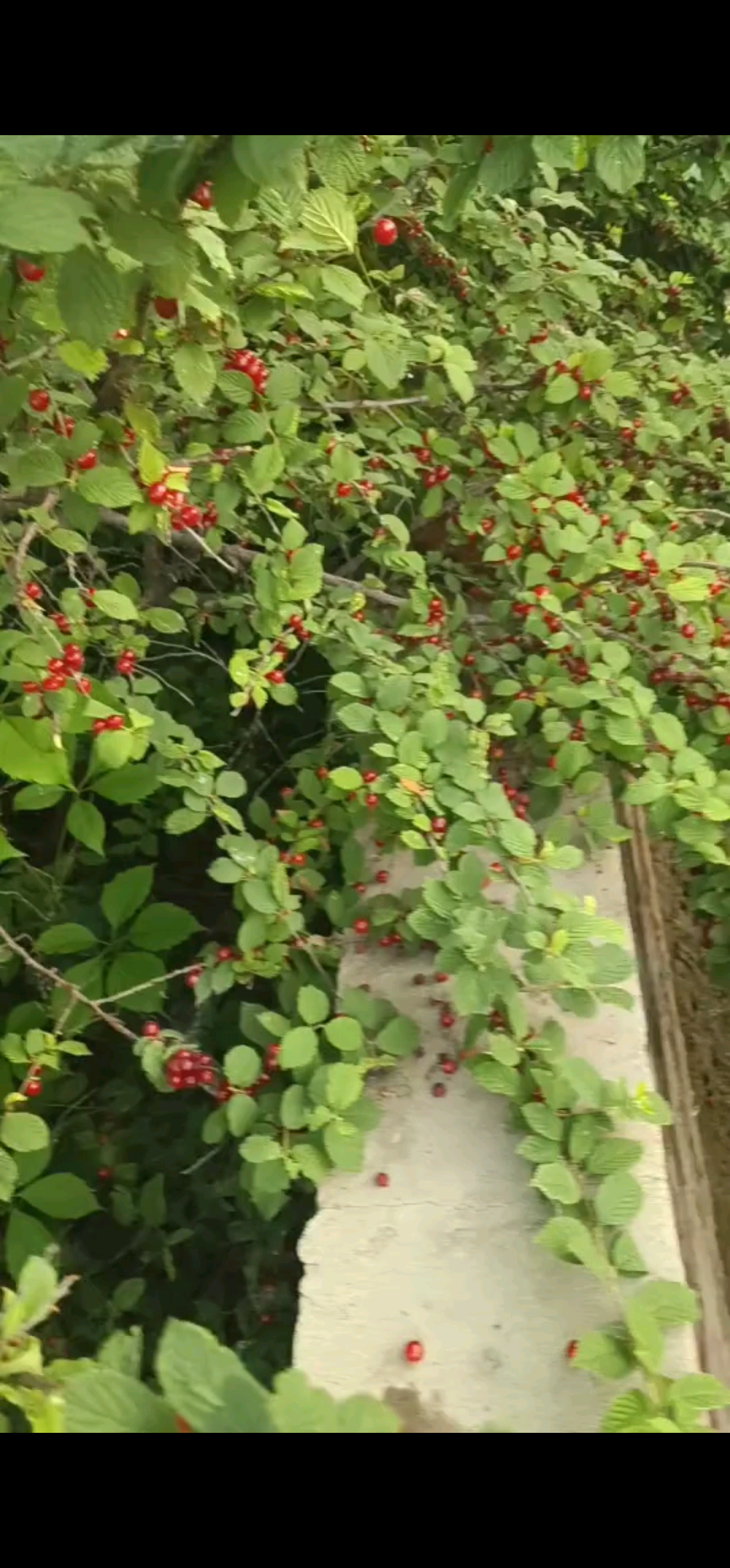 三点钟🕒和老爸跑到别