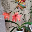 红花e8