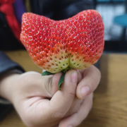 闲人、板板