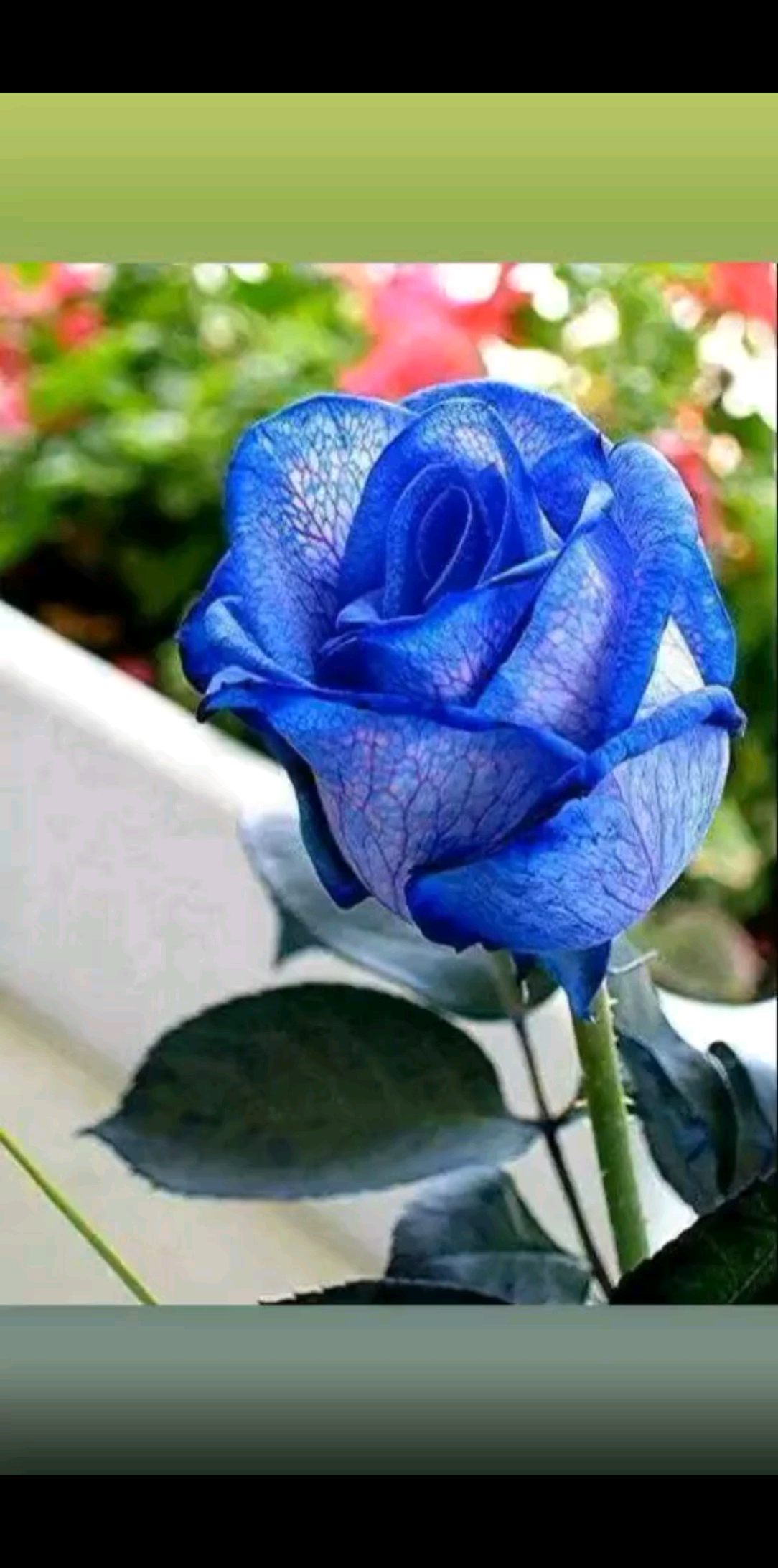 花🌹