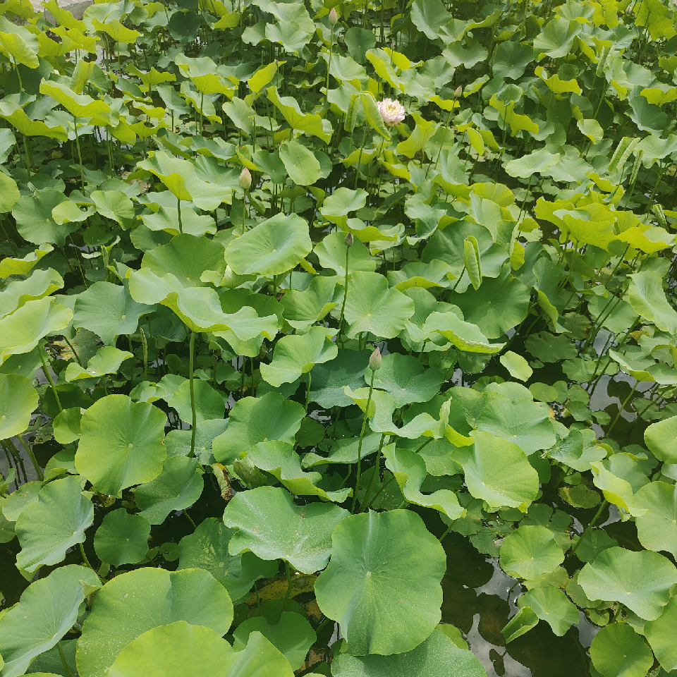 王其庚k海报