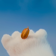 上树的猪@头像