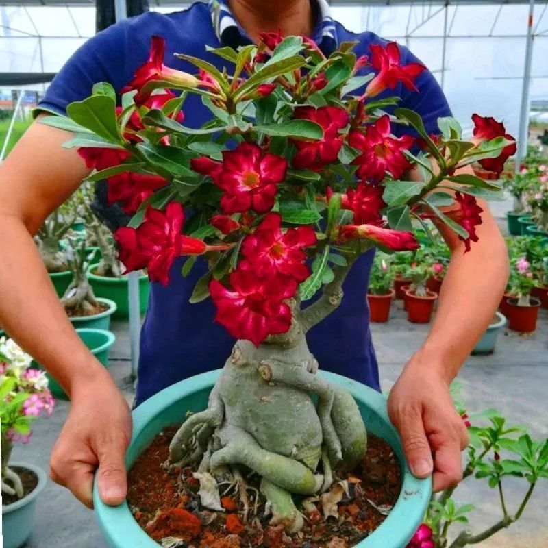小豆豆kb海报